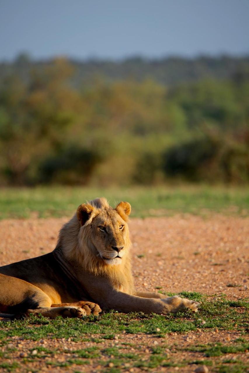 Ivory Wilderness River Rock Lodge Klaserie Private Nature Reserve Exterior foto