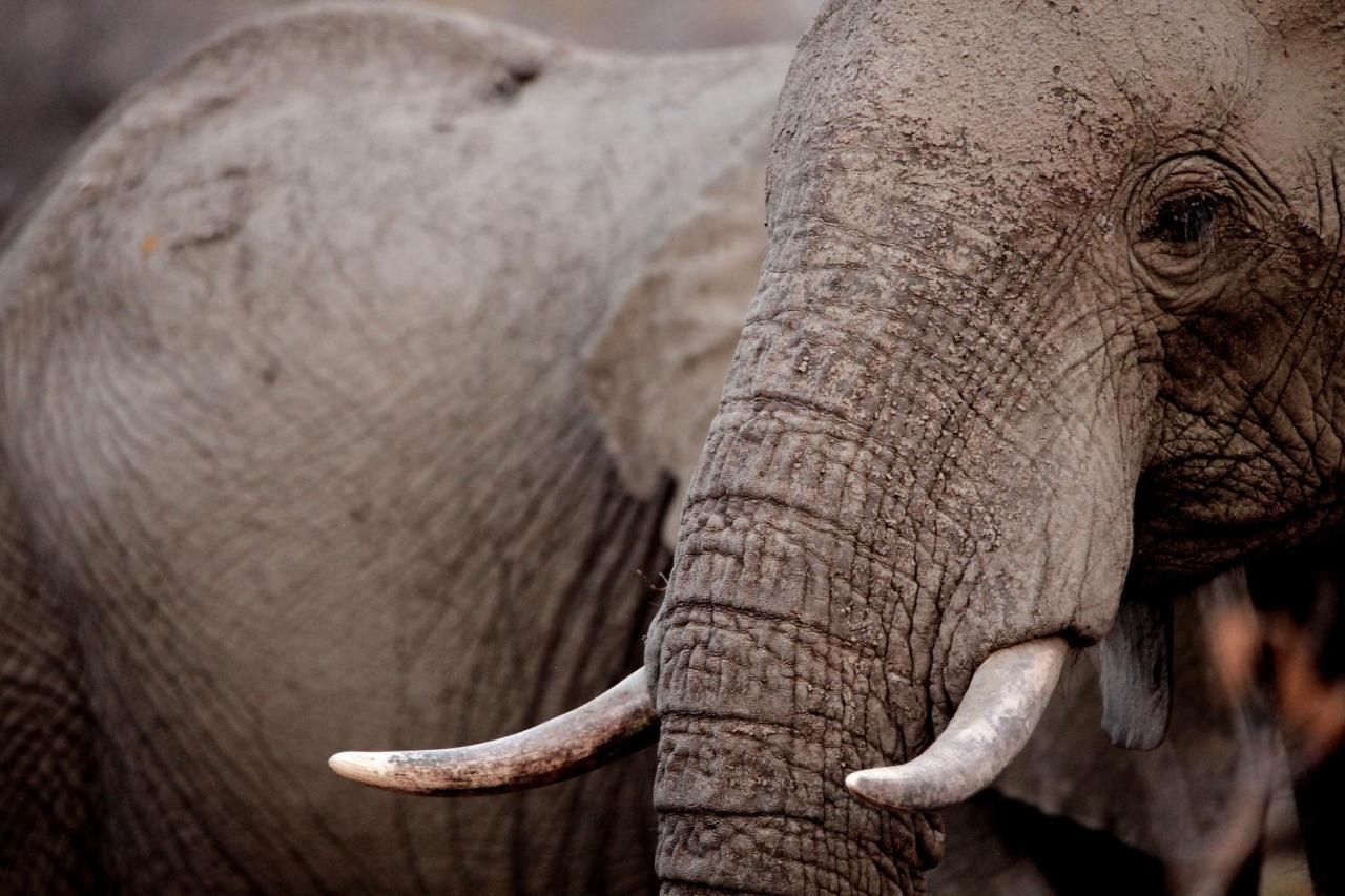 Ivory Wilderness River Rock Lodge Klaserie Private Nature Reserve Exterior foto