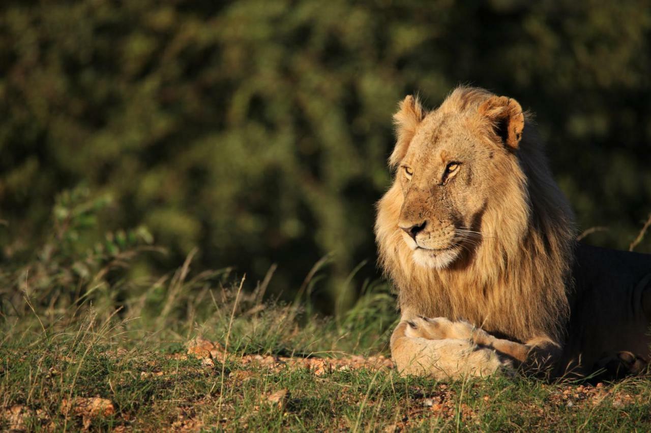 Ivory Wilderness River Rock Lodge Klaserie Private Nature Reserve Exterior foto