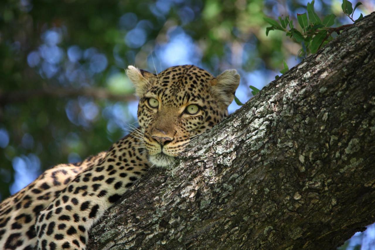 Ivory Wilderness River Rock Lodge Klaserie Private Nature Reserve Exterior foto