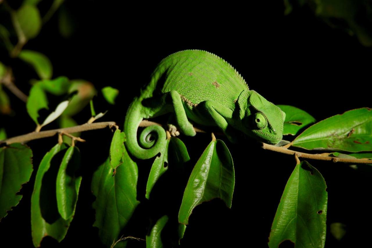 Ivory Wilderness River Rock Lodge Klaserie Private Nature Reserve Exterior foto