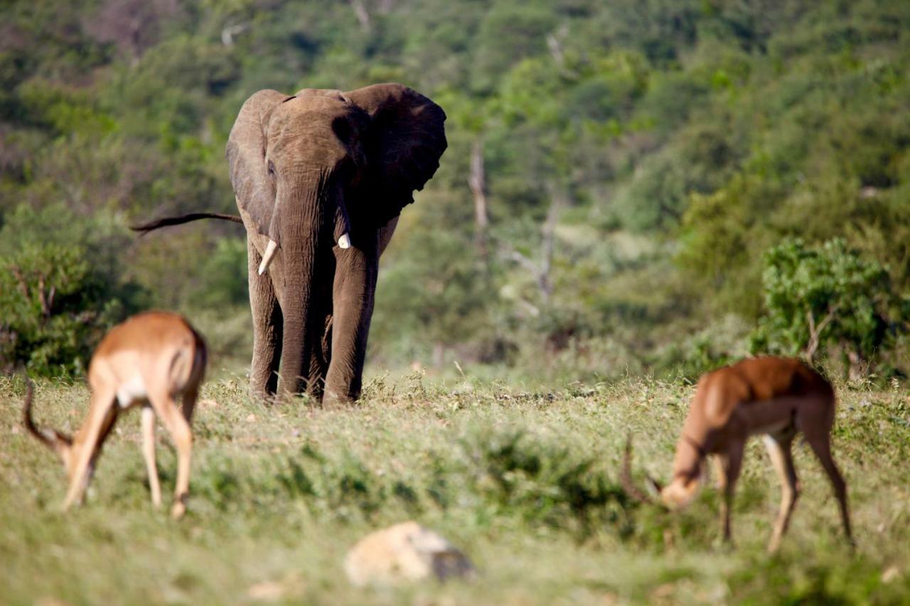 Ivory Wilderness River Rock Lodge Klaserie Private Nature Reserve Exterior foto