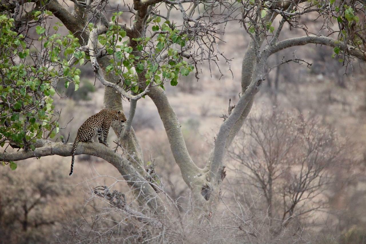 Ivory Wilderness River Rock Lodge Klaserie Private Nature Reserve Exterior foto