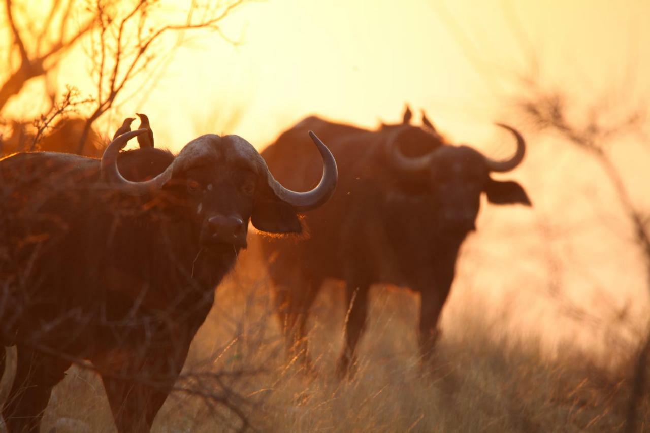 Ivory Wilderness River Rock Lodge Klaserie Private Nature Reserve Exterior foto