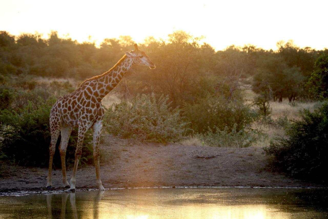 Ivory Wilderness River Rock Lodge Klaserie Private Nature Reserve Exterior foto
