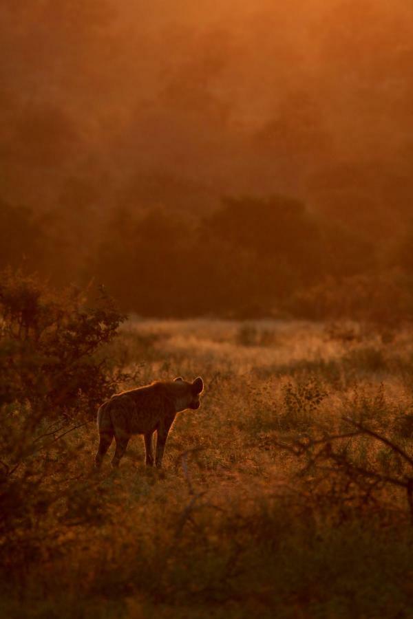 Ivory Wilderness River Rock Lodge Klaserie Private Nature Reserve Exterior foto